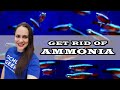How to Get Rid of Ammonia in your Aquarium