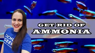 How to Get Rid of Ammonia in your Aquarium