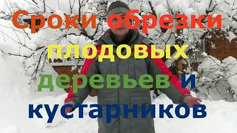 Сроки обрезки плодовых деревьев и кустарников