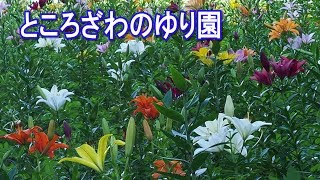 Lily Garden of Tokorozawa. LIONS fight song echoes loud.#4K #ところざわのゆり園