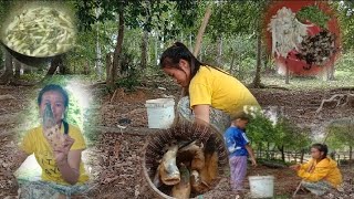 แกงน่อไม้ใส่แมงกุดจี่ // ແກງນໍໄມ້ໃສ່ແມງກຸດຈີ່