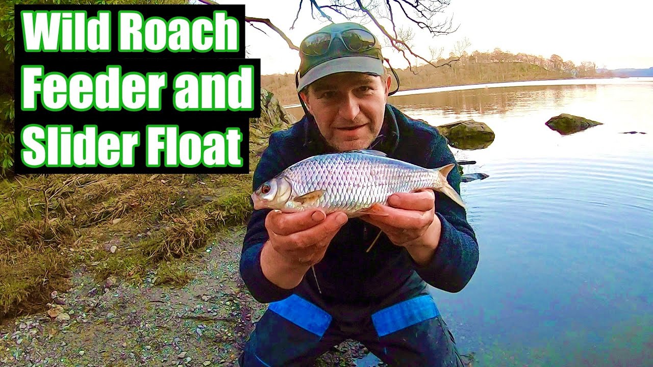 Fishing Big waters For Big Roach - Feeder and Slider Float Fishing Scotland  UK 