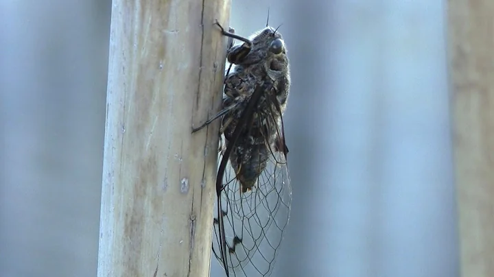 The Sound of New Zealand Summer - Cicadas - DayDayNews