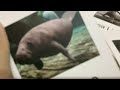 Animal flashcards