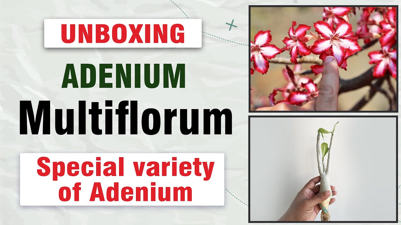 Adenium Multiflorum unboxing || Special variety of Adenium 