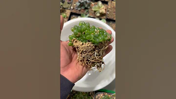 ХАВОРТИЯ ОБТУЗА ВЫЛЕЗАЕТ ИЗ ГОРШКА HAWORTHIA OBTUSA