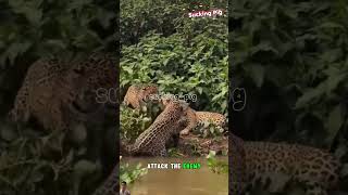 Not Afraid Of Strong Enemies, But Most Afraid Of Being Betrayed By Teammates