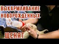 Выкармливание новорожденных щенят в домашних условиях. Ольга протянула руку помощи парку Волков.