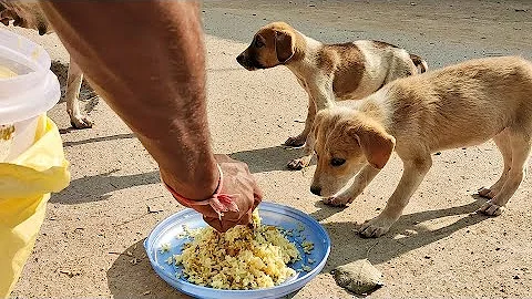 Watch the video about Homemade food for my lovely street dogs - Big family #Dogoftheday