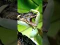Is Praying Mantis Dangerous ☠️😱| #shorts #facts #trending #snake