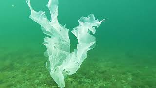 31 - Que Veux Tu Dires