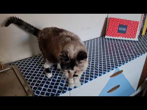 Cat says mrrp whenever she does a tiny jump