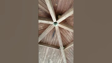 Barn Swallows Building Their Mud Nests
