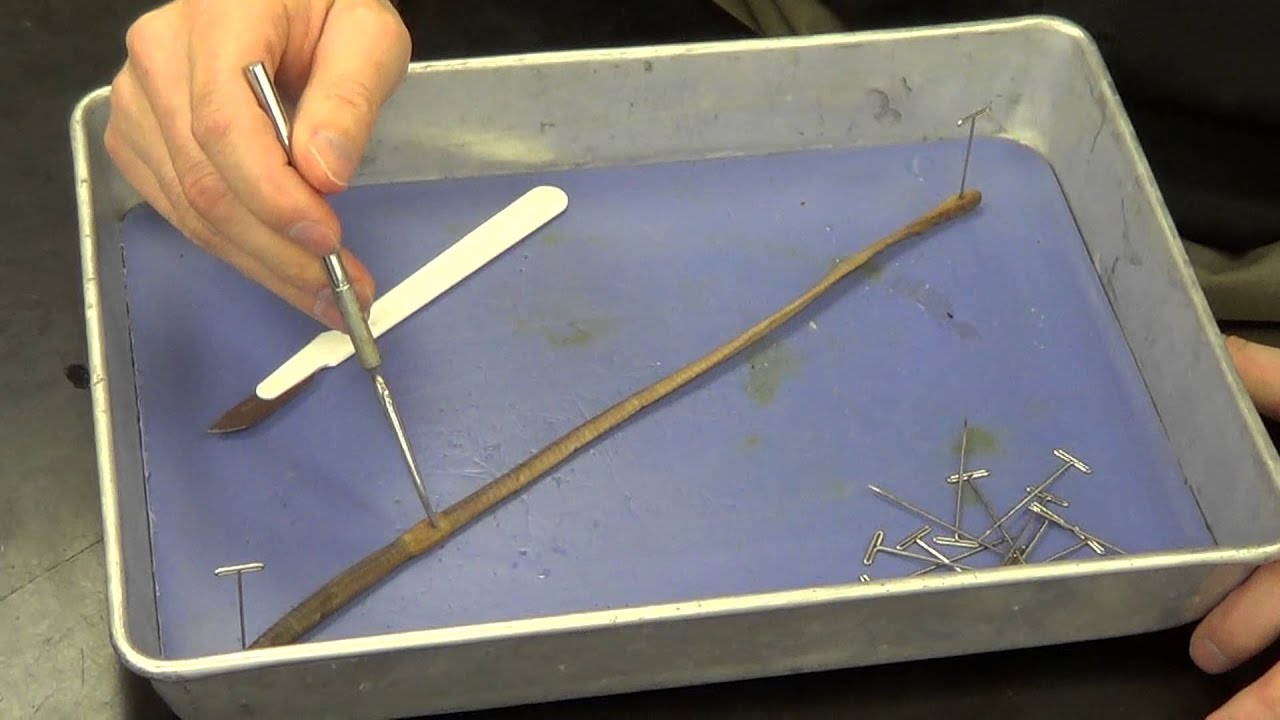 Earthworm Dissection 