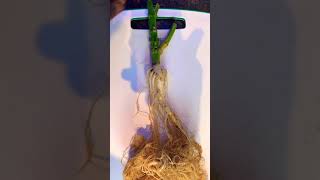 Grobo journey.. amnesia haze roots ,Stems and leaves . Making tea bags