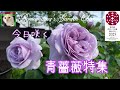 【青薔薇】青薔薇コレクターロマママの今日の青薔薇特集 #ブルーローズ #ねこ