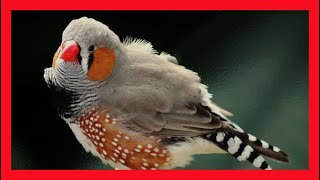 Zebra Finch Bird Song, Sound, Call, Chirp, Vocalization, Melody - Taeniopygia Guttata screenshot 5