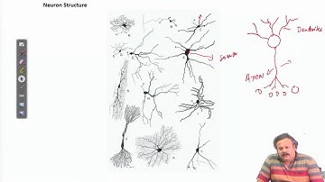 Lecture 01 : Neuron Structure #swayamprabha #ch31sp
