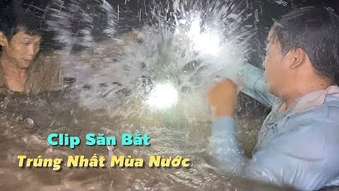 Clip Săn Bắt Tôm Càng Và Cá Ngát Trúng Nhất Của Mùa Nước Mới 2023 | Cù Lao Dung Vlogs #698