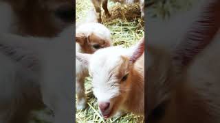 #shorts Cookie the Goat&#39;s Babies are Here | Newborn Nigerian Dwarf Goats #farmlife #goats