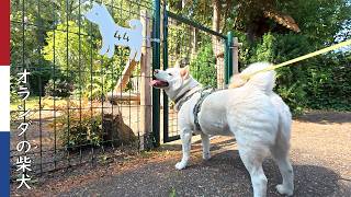 柿丸ハウス お客さんを招いて いつもより豪華なBBQ｜ 柴犬柿丸・オランダ散歩と環境音