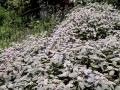 Mountain Mint Now Flowering