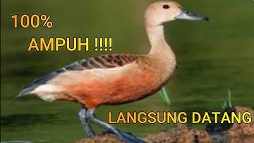 Suara pikat burung belibis