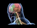 Biology - 3D animation  - तन्त्रिका तन्त्र (सीनियर ) Human Nervous System  Overview  - Hindi