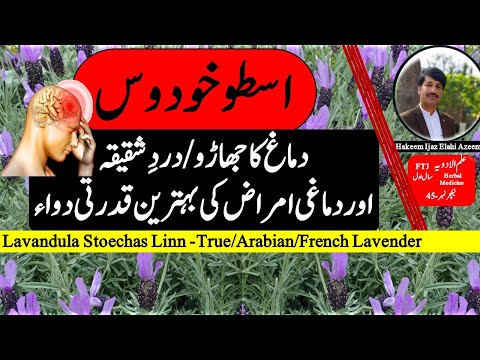 اسطوخودوس کے فوائد دماغ کا جھاڑو اسطوخودوس اور دماغی امراض   45    