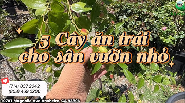 Gợi ý 5 cây ăn trái cho sân vườn nhỏ!
