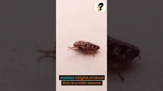 Famous A flea can accelerate faster than a 🚀 Net Worth