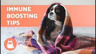 8 HOME REMEDIES for a COLD in DOGS 🐶✅ Treating a Cold at Home by AnimalWised 280 views 1 day ago 3 minutes, 28 seconds