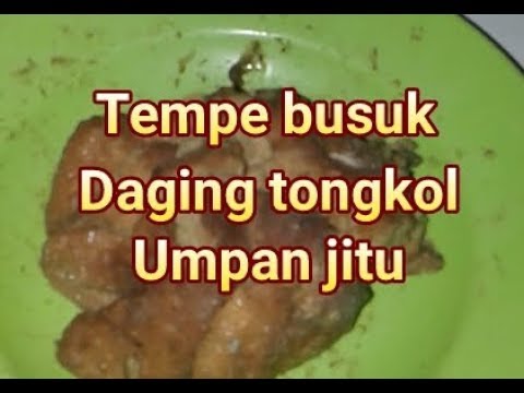 UMPAN LELE GALATAMA HARIAN/SUSAH MAKAN.