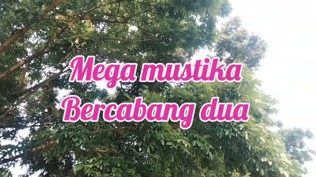 Bercabang dua lagu dangdut lawas tahun 90an dari mba Mega mustika 