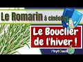 Un vritable bouclier pour lhiver les bienfaits de lhuile essentielle de romarin  cinole