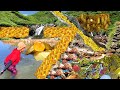 The girl found the treasure, found an unusually old golden crab, and many people were jealous of her