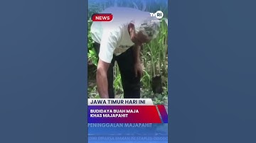 Budidaya Buah Maja Khas Majapahit