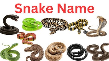 Amazing Snakes for Kids 🐍 |  Snake Names & Sounds | Python, Cobra, Viper | Fun Animal Learning Video