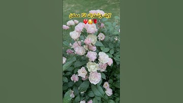 لايك وشتراك 🥰 #العراق #سورة_النحل #الوطن_العربي #دويتو #يافاطمه #لايك #السعودية #ستوريات #اكسبلور .
