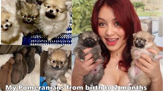 Pomeranian puppies from birth to 2 months