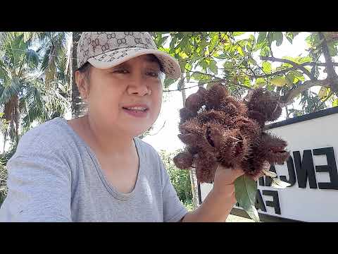 Video: Annatto Achiote informacija: kaip auginti achiotės medį sode