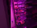my first loop 😄