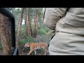 Tiger sighting ||Jim Corbett national park dhikala ||