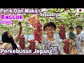 PANEN BUAH ANGGUR DELAWERE DI PERKEBUNAN JEPANG | PETIK DAN MAKAN DI BAWAH POHON NYA SAMPE PUASSSS