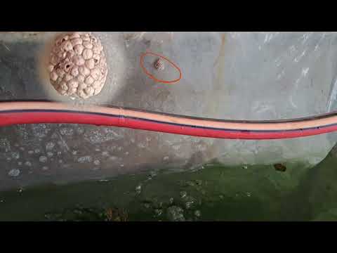 تكاثر الحلزون التفاحي