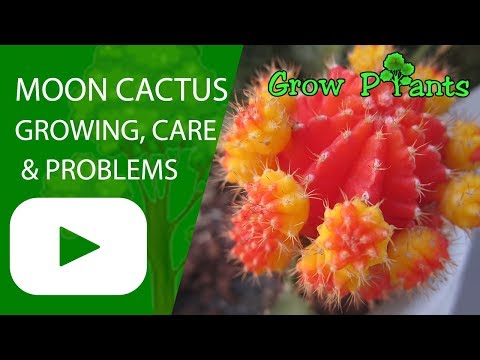 Moon cactus - growing,  care and problems