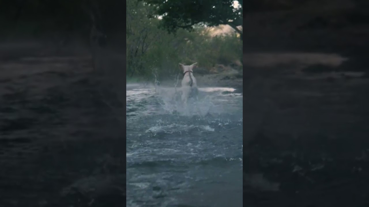 Dog catches a ball in a river