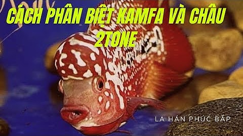 Cách Phân Biệt Dòng la hán Kamfa và Dòng Châu 2tone.