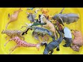 Learn Sea Animals Farm Animals Wild Zoo Animals Names English Korean. 바다동물 농장동물 야생 동물원동물 이름 배우기 영어.