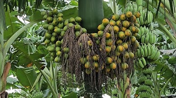 Accidentally found the right dwarf Areca variety that produces extremely beautiful fruit